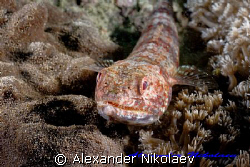Lizardfish. Canon 40D, SIGMA 50 mm MACRO by Alexander Nikolaev 
